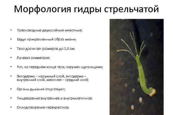 Ссылки кракен телеграф