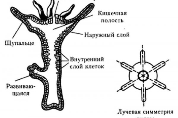 Скрытый интернет как войти