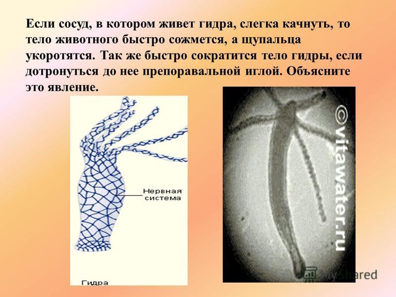 Кракен тг ссылка